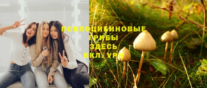 Псилоцибиновые грибы Psilocybine cubensis  сайты даркнета какой сайт  Калининск 